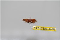 藏品(側足厚蟹)的圖片